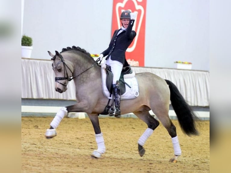 Pony tedesco Stallone Puledri
 (05/2024) 148 cm Pelle di daino in Hüffelsheim