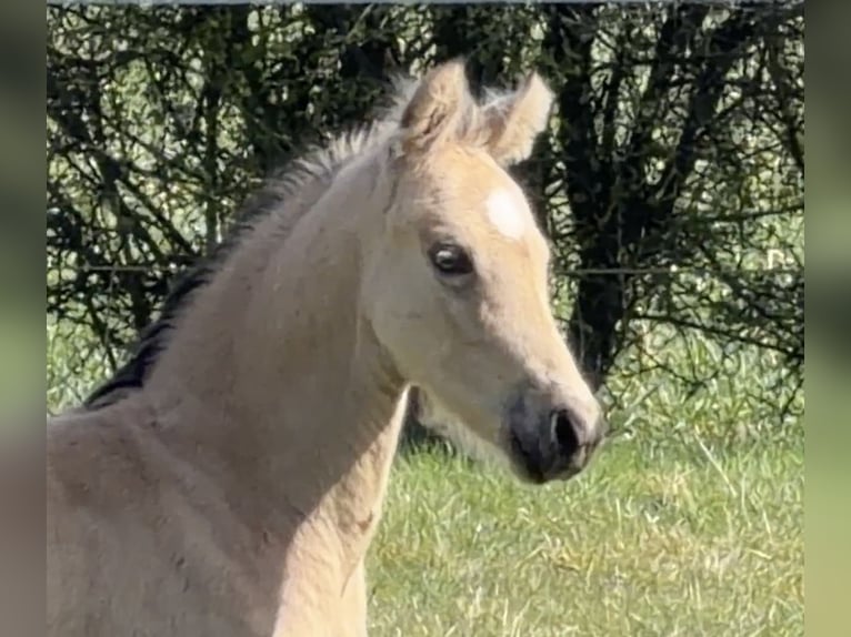 Pony tedesco Stallone Puledri (01/2026) 148 cm Pelle di daino in Achim