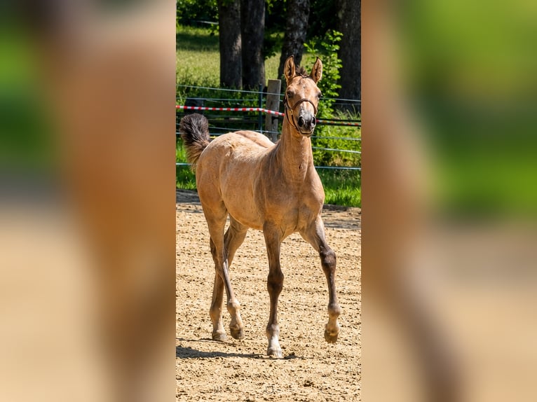 Pony tedesco Stallone Puledri (03/2026) 148 cm Pelle di daino in Hagen im Bremischen