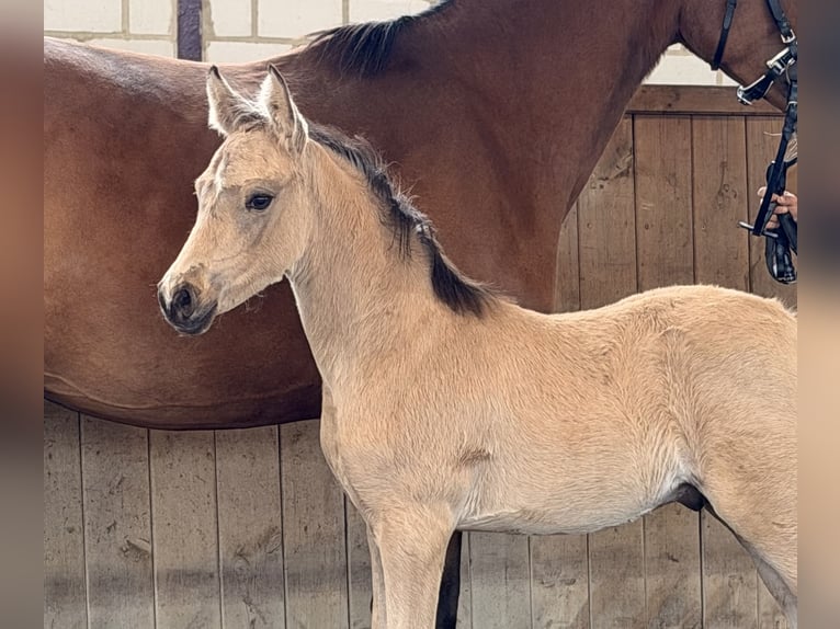 Pony tedesco Stallone Puledri (02/2026) 148 cm Pelle di daino in Nienhagen
