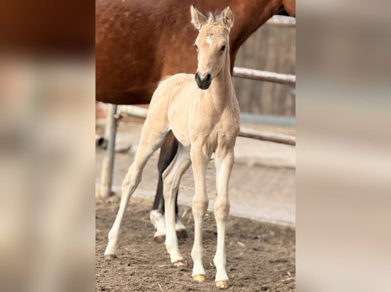 Pony tedesco Stallone Puledri (02/2026) 148 cm Pelle di daino in Nienhagen