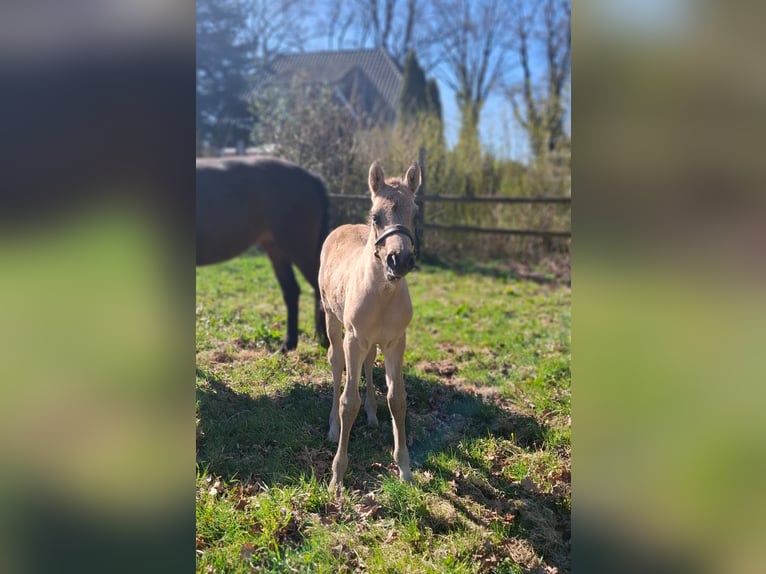 Pony tedesco Stallone Puledri (03/2026) 148 cm Pelle di daino in Hagen im Bremischen