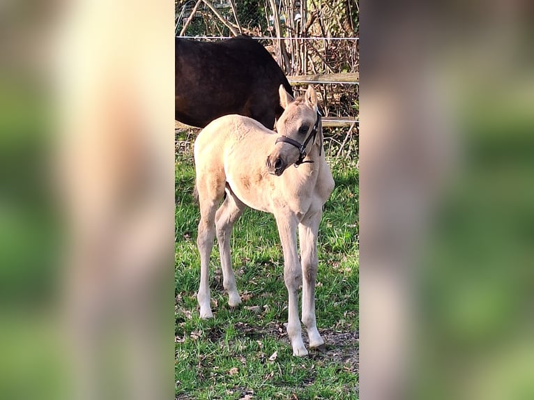 Pony tedesco Stallone Puledri (03/2026) 148 cm Pelle di daino in Hagen im Bremischen