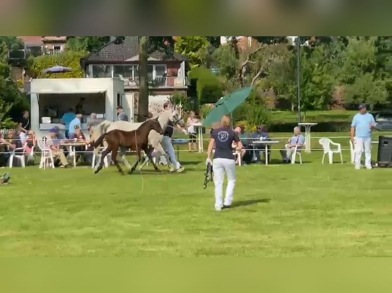 Pony tedesco Stallone Puledri (05/2024) 148 cm Può diventare grigio in Süderstapel