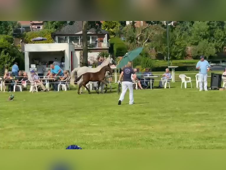 Pony tedesco Stallone Puledri (05/2024) 148 cm Può diventare grigio in Süderstapel