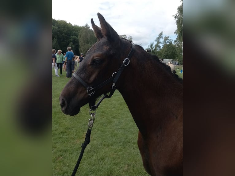 Pony tedesco Stallone Puledri (05/2024) 148 cm Può diventare grigio in Süderstapel