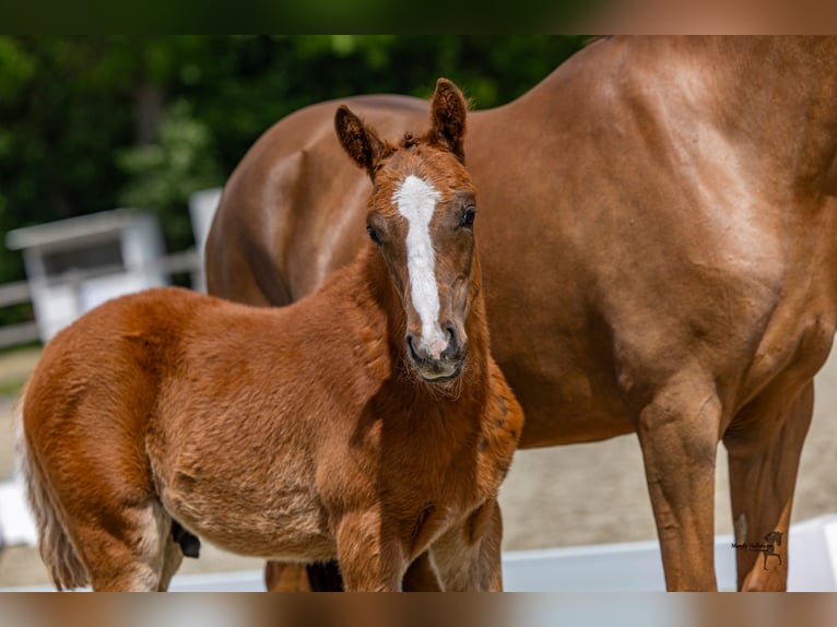Pony tedesco Stallone Puledri (02/2026) 148 cm Sauro in MerzenNeuenkirchen