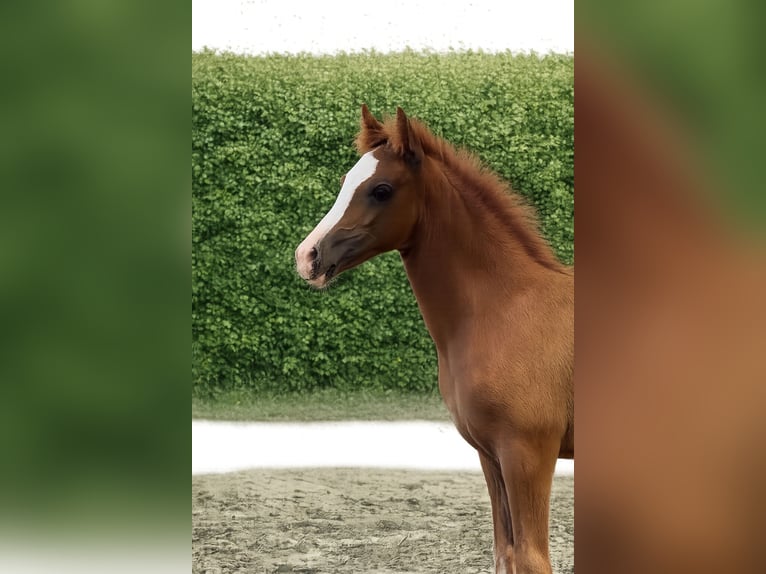 Pony tedesco Stallone Puledri (04/2026) 148 cm Sauro in Nordkirchen