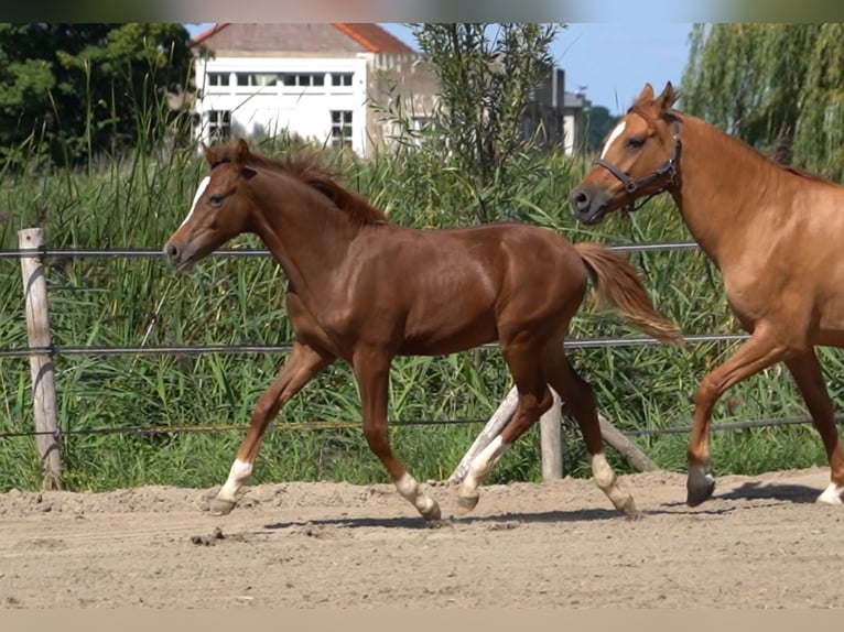 Pony tedesco Stallone Puledri (03/2026) 148 cm Sauro scuro in Willemstad