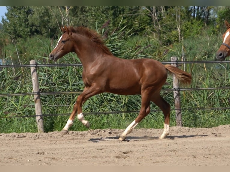 Pony tedesco Stallone Puledri (03/2026) 148 cm Sauro scuro in Willemstad