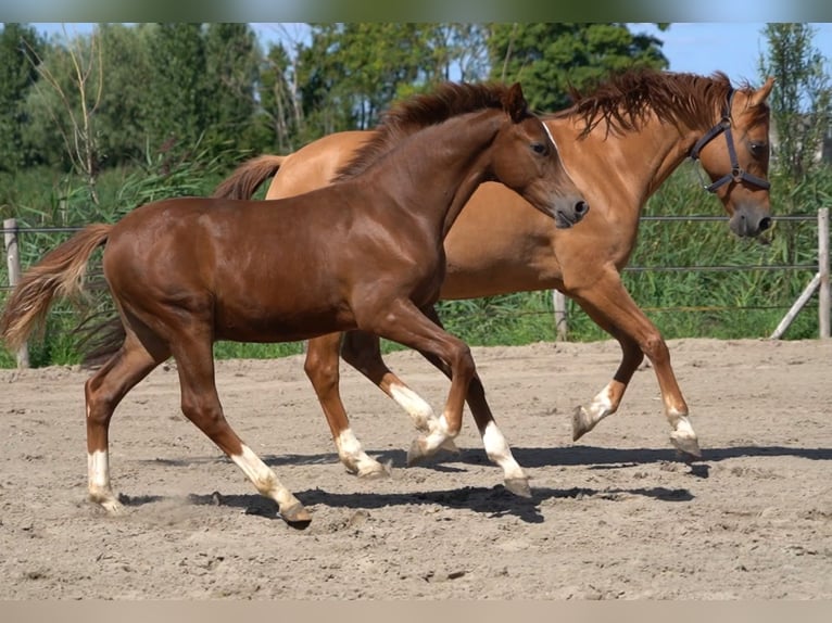 Pony tedesco Stallone Puledri (03/2026) 148 cm Sauro scuro in Willemstad