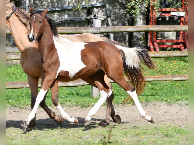 Pony tedesco Stallone Puledri (03/2025) 148 cm Tobiano-tutti i colori in G&#xF6;denrothM&#xF6;rsdorf