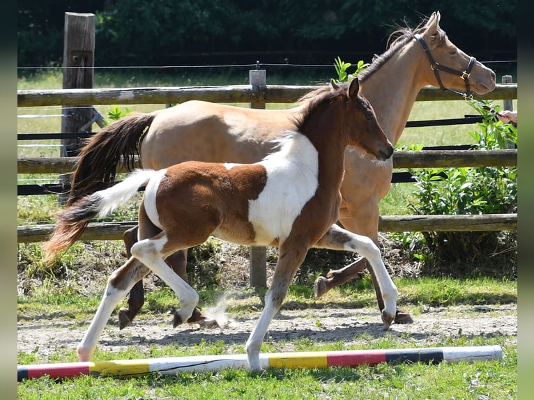 Pony tedesco Stallone Puledri (03/2025) 148 cm Tobiano-tutti i colori in G&#xF6;denrothM&#xF6;rsdorf