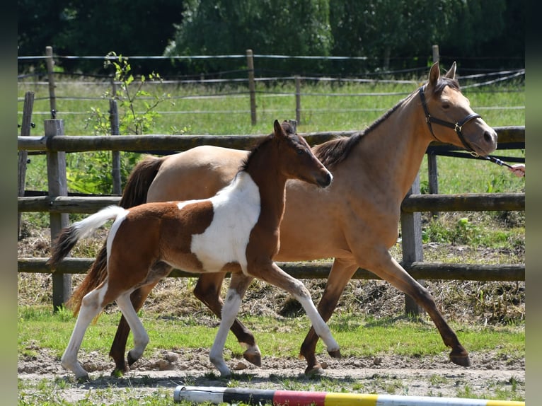 Pony tedesco Stallone Puledri (03/2025) 148 cm Tobiano-tutti i colori in G&#xF6;denrothM&#xF6;rsdorf