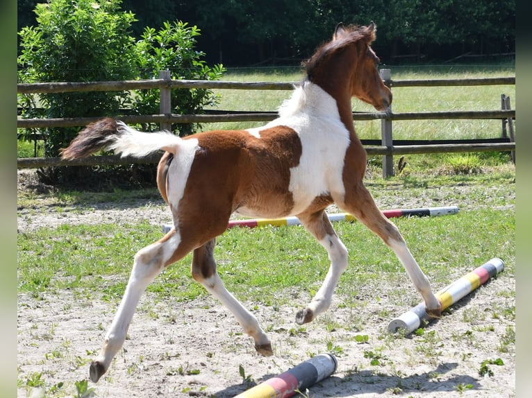 Pony tedesco Stallone Puledri (03/2025) 148 cm Tobiano-tutti i colori in G&#xF6;denrothM&#xF6;rsdorf