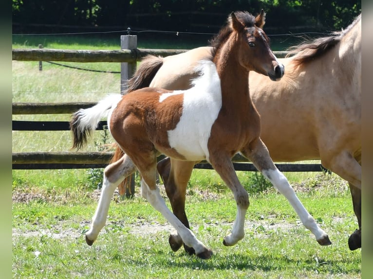 Pony tedesco Stallone Puledri (03/2025) 148 cm Tobiano-tutti i colori in G&#xF6;denrothM&#xF6;rsdorf