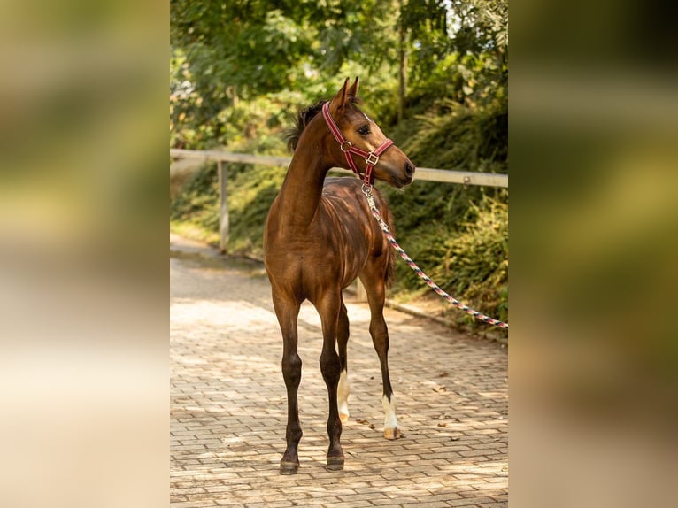 Pony tedesco Stallone Puledri (04/2026) 150 cm Pelle di daino in Großröhrsdorf