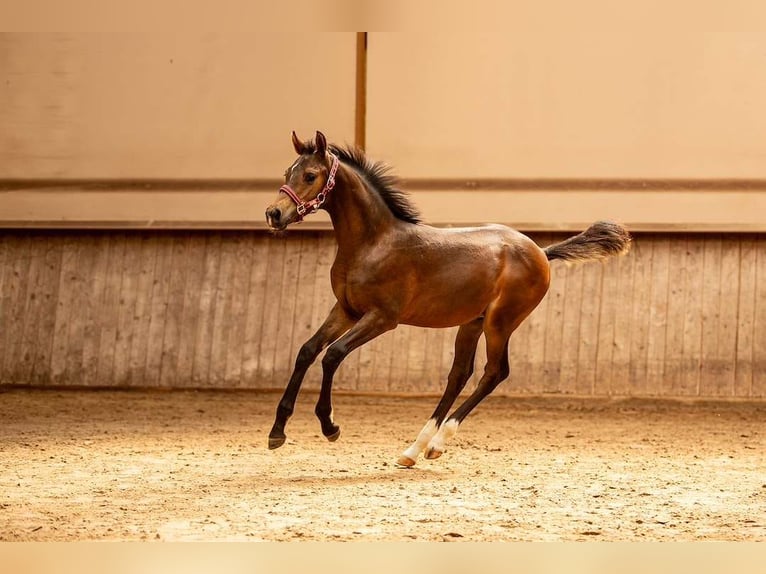 Pony tedesco Stallone Puledri (04/2026) 150 cm Pelle di daino in Großröhrsdorf
