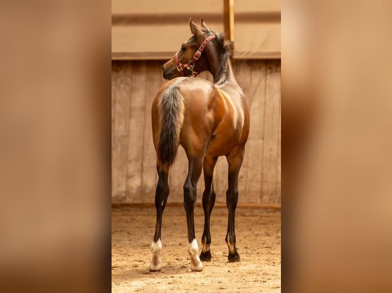 Pony tedesco Stallone Puledri (04/2026) 150 cm Pelle di daino in Großröhrsdorf