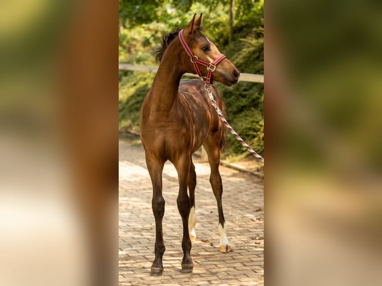 Pony tedesco Stallone Puledri (04/2026) 150 cm Pelle di daino in Großröhrsdorf