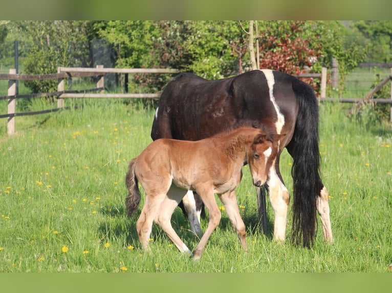 Pony tedesco Stallone  153 cm Baio in Rees