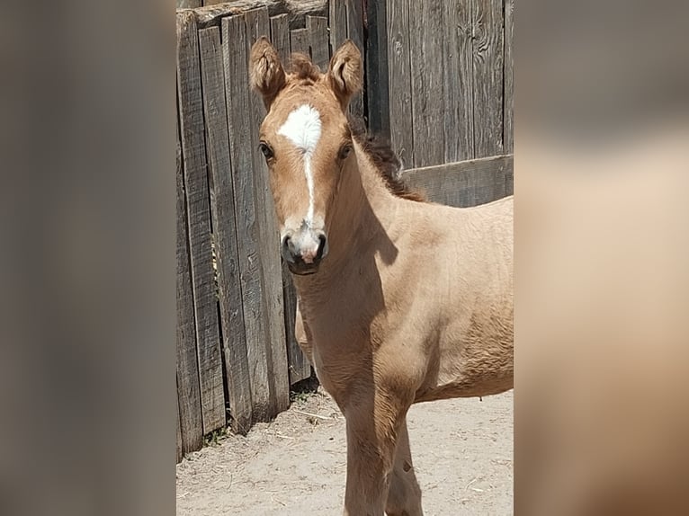 Pony tedesco Stallone Puledri (05/2026) 155 cm Pelle di daino in PLANKSTADT