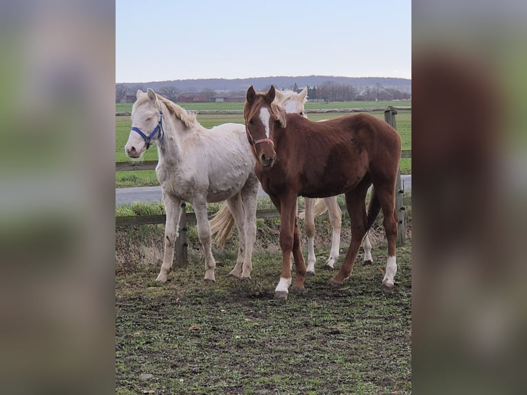 Pony tedesco Stallone Puledri (04/2025) 155 cm Sauro scuro in Vienenburg