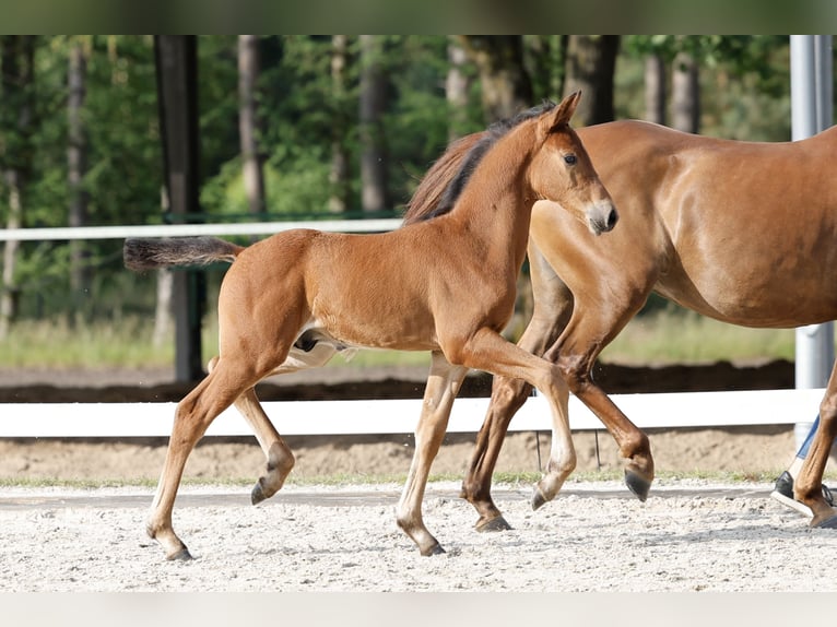 Pony tedesco Stallone Puledri (05/2026) Baio in Bückeburg