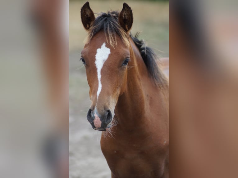 Pony tedesco Stallone Puledri (02/2026) Baio in Neuenkirchen-Vörden