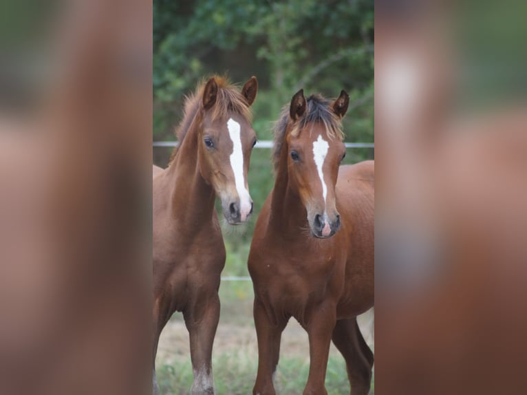 Pony tedesco Stallone Puledri (02/2026) Baio in Neuenkirchen-Vörden