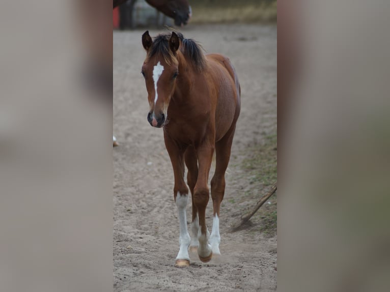 Pony tedesco Stallone Puledri (02/2026) Baio in Neuenkirchen-Vörden