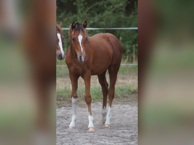 Pony tedesco Stallone Puledri (02/2026) Baio in Neuenkirchen-Vörden