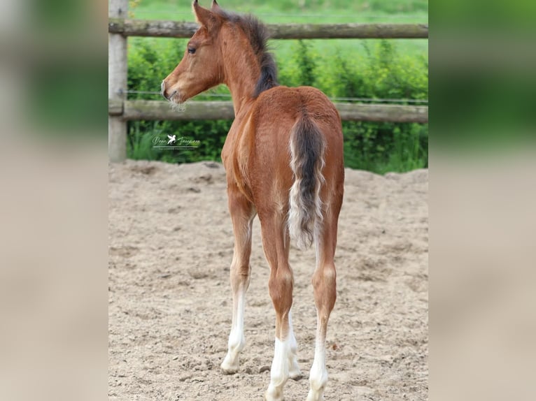 Pony tedesco Stallone Puledri (02/2026) Baio in Neuenkirchen-Vörden
