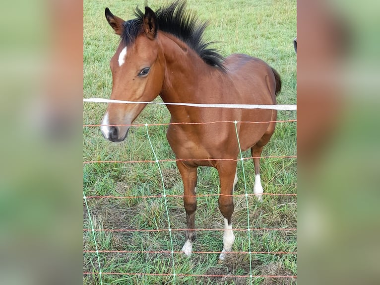 Pony tedesco Stallone Puledri (04/2026) Baio in Freden (Leine)