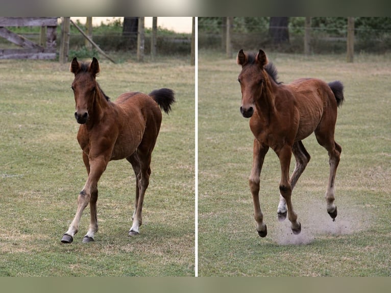 Pony tedesco Stallone Puledri (04/2026) Baio in Steinfeld (Oldenburg)