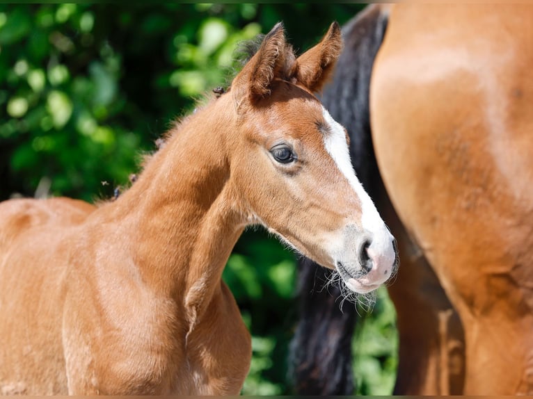Pony tedesco Stallone  Baio in Hamm