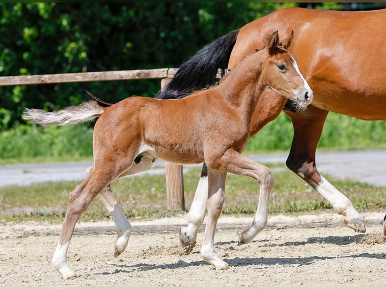 Pony tedesco Stallone  Baio in Hamm