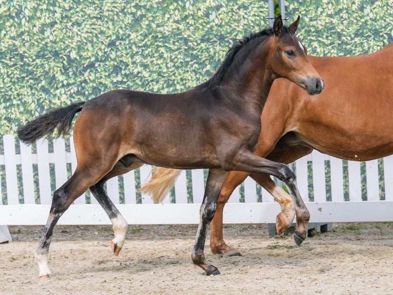 Pony tedesco Stallone Puledri (03/2026) Baio in Mnster-Handorf