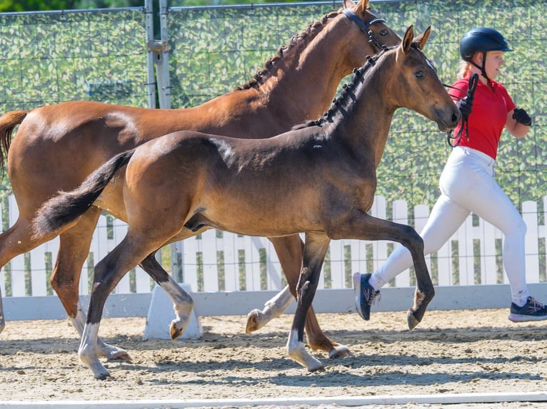 Pony tedesco Stallone Puledri (04/2026) Baio in Mnster-Handorf