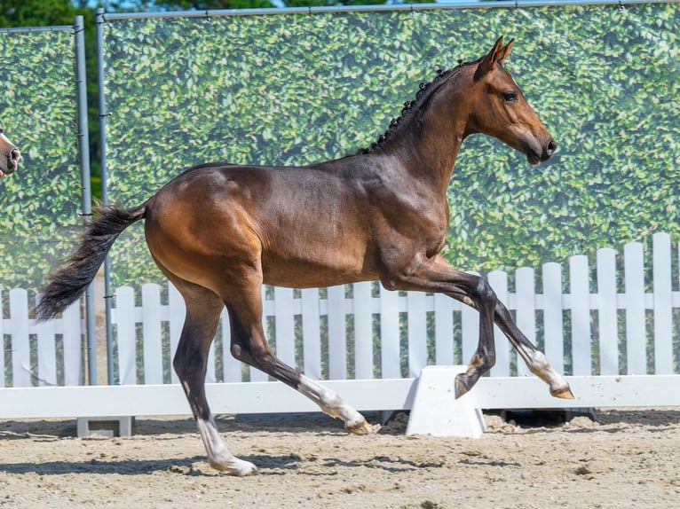 Pony tedesco Stallone Puledri (04/2026) Baio in Mnster-Handorf
