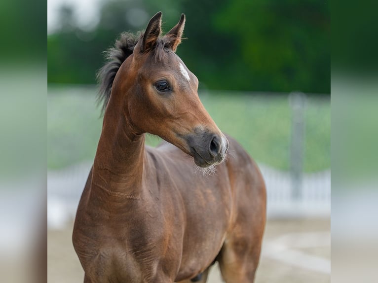 Pony tedesco Stallone Puledri (03/2026) Baio in Mnster-Handorf