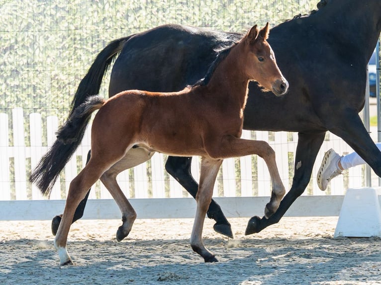 Pony tedesco Stallone Puledri (04/2026) Baio in Münster-Handorf