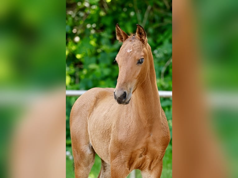 Pony tedesco Stallone Puledri (04/2026) Baio in Uplengen