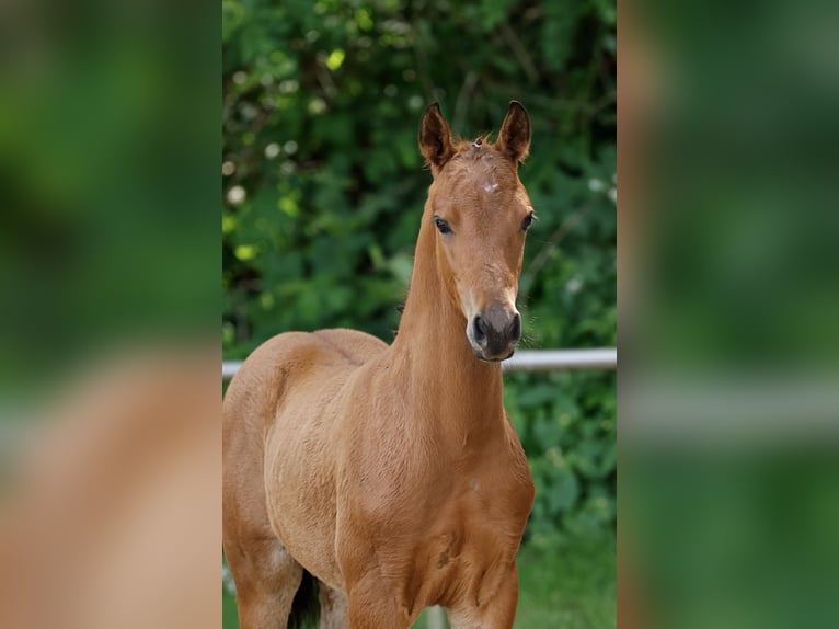 Pony tedesco Stallone Puledri (04/2026) Baio in Uplengen