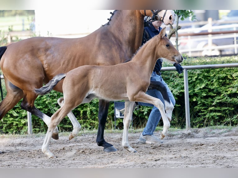 Pony tedesco Stallone Puledri (04/2026) Baio in Weener