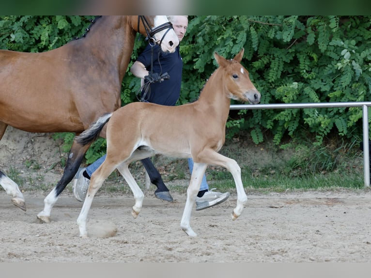 Pony tedesco Stallone Puledri (04/2026) Baio in Weener