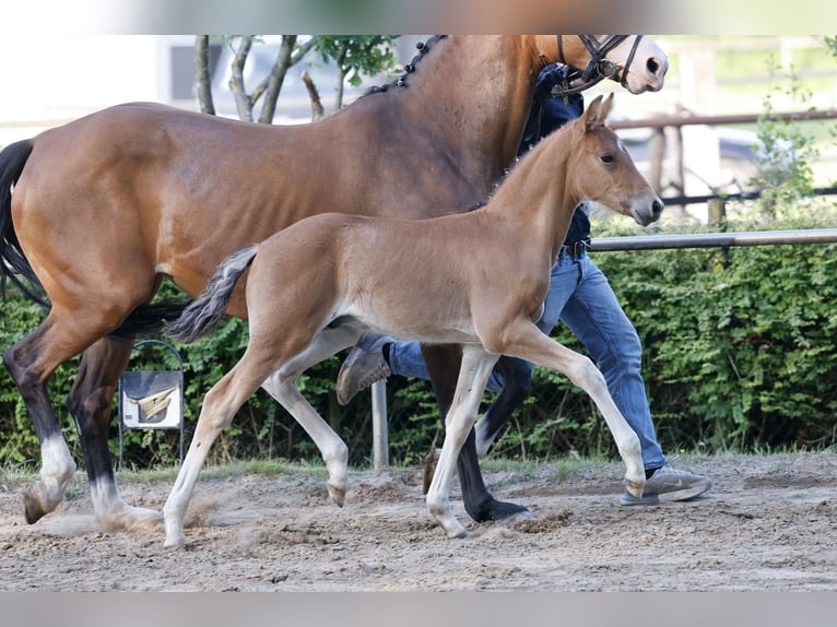 Pony tedesco Stallone Puledri (04/2026) Baio in Weener