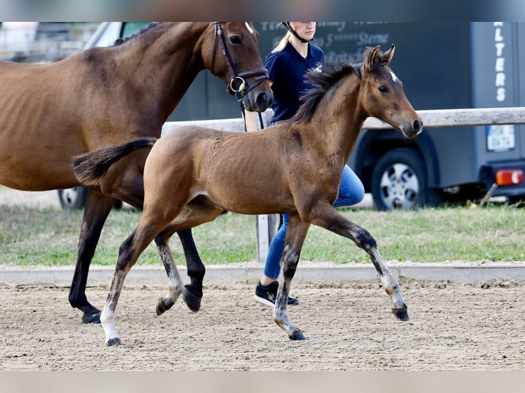 Pony tedesco Stallone Puledri (06/2026) Baio in Brilon