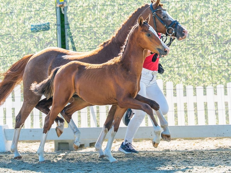 Pony tedesco Stallone Puledri (04/2026) Baio in Mnster-Handorf