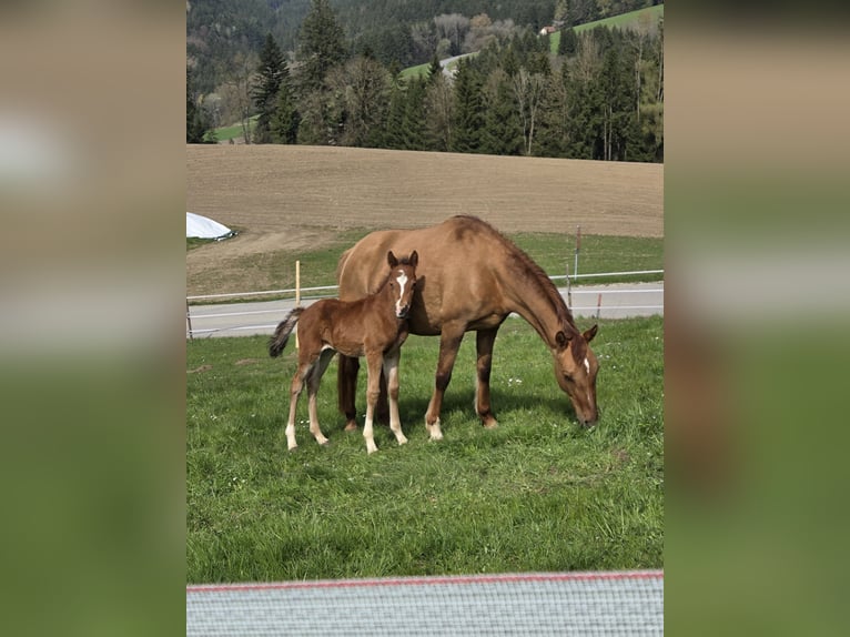 Pony tedesco Stallone Puledri (03/2026) Baio in Diersbach